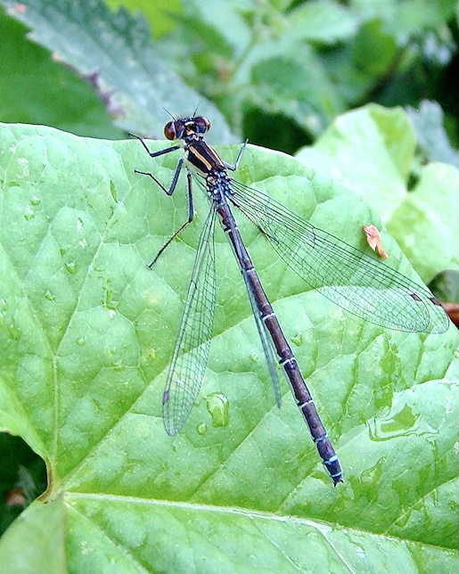 red-eyed damselfly